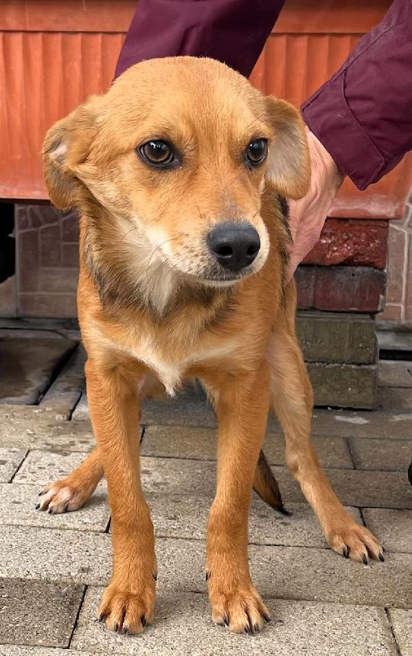 Nolan Dolce Cucciolo